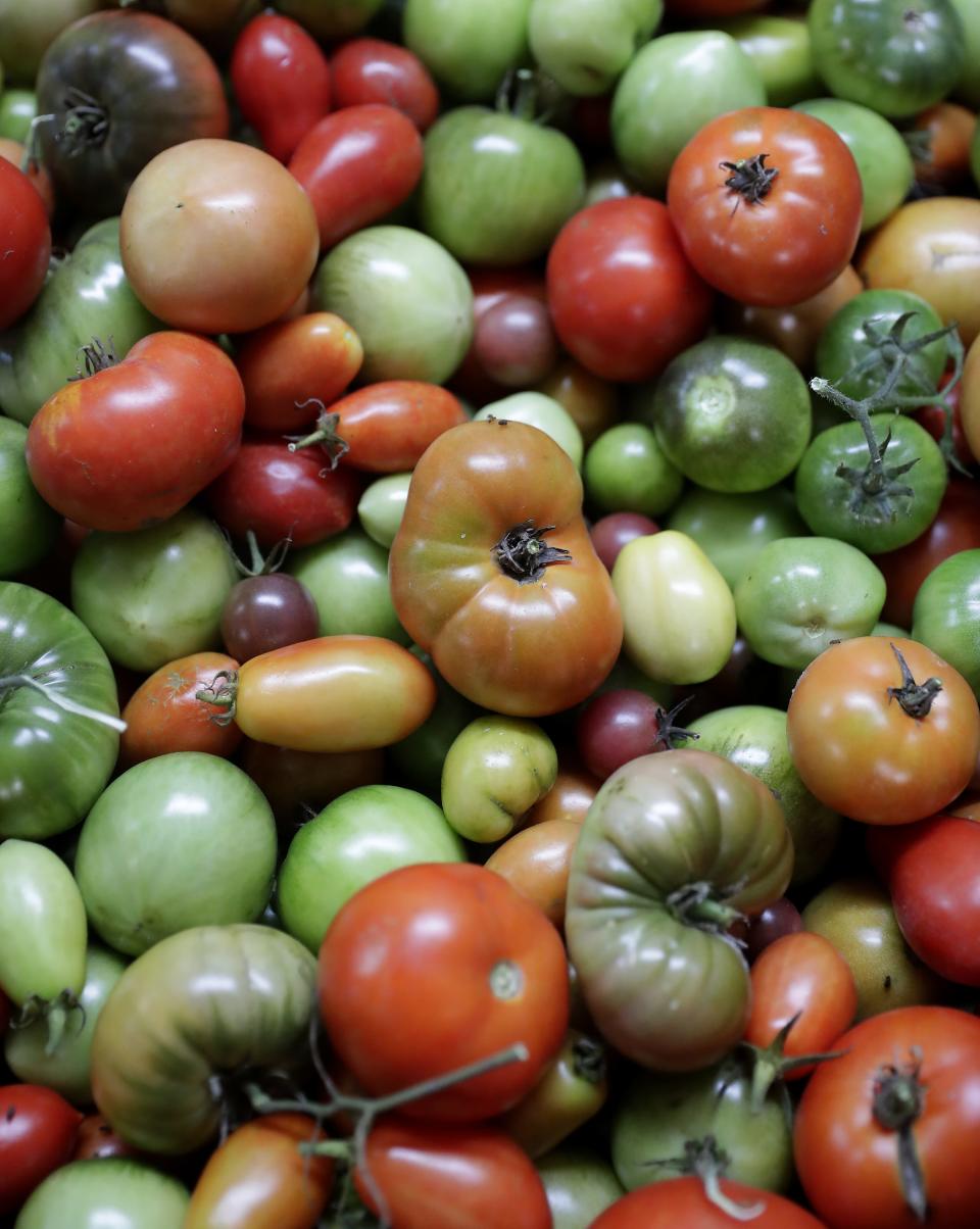 Tomatoes for a food delivery on Tuesday, October 10, 2023, at Riverview Gardens in Appleton, Wis. Feeding America's Farm Link program purchases produce from local farmers, including Appleton's Riverview Gardens, that farmers then deliver directly to local food pantries within mere miles of the farm. In four years, distribution has grown from 90,285 pounds to 229,747 pounds and helps increase pantry clients' access to healthy, fresh, nutritious produce.
Wm. Glasheen USA TODAY NETWORK-Wisconsin