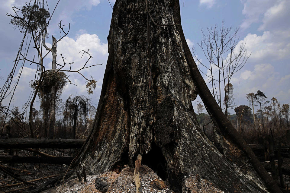 Charred trees stand after a fire in the Vila Nova Samuel region, along the road to the Jacunda National Forest near the city of Porto Velho, Rondonia state, part of Brazil's Amazon, Sunday, Aug. 25, 2019. Leaders of the Group of Seven nations said Sunday they were preparing to help Brazil fight the fires burning across the Amazon rainforest and repair the damage even as tens of thousands of soldiers were being deployed to fight the blazes that have caused global alarm. (AP Photo/Eraldo Peres)
