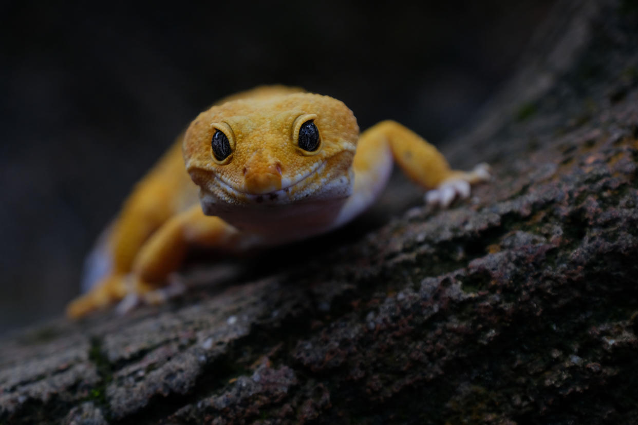 BATAM, INDONESIA - DECEMBER 12 : A Gecko lizard seen smiling on December 12, 2018 in Batam, Indonesia.   It is very difficult to get a lizard with a smiley face and tongue out, it takes a long time and often passes because the moment is only a fraction of a second.  PHOTOGRAPH BY Sijori Images / Barcroft Images (Photo credit should read YULI SEPERI / Barcroft Media via Getty Images)