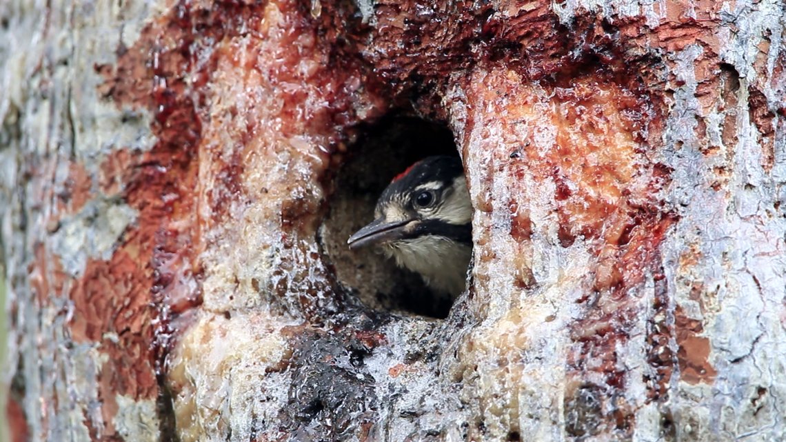 The endangered red-cockaded woodpecker.