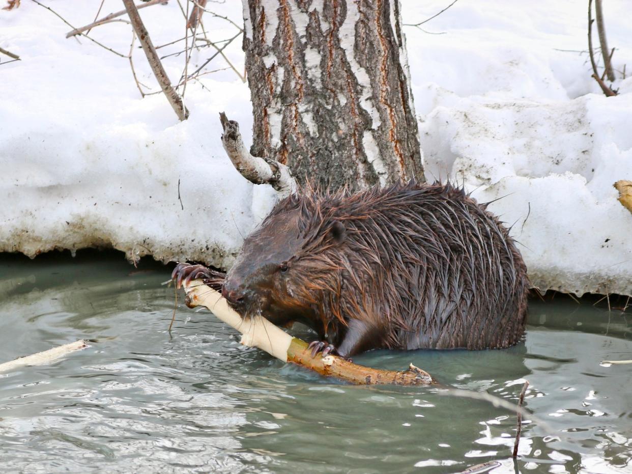 Beavers in Alaska are moving into new territories as the climate warms up due to human activity: Getty