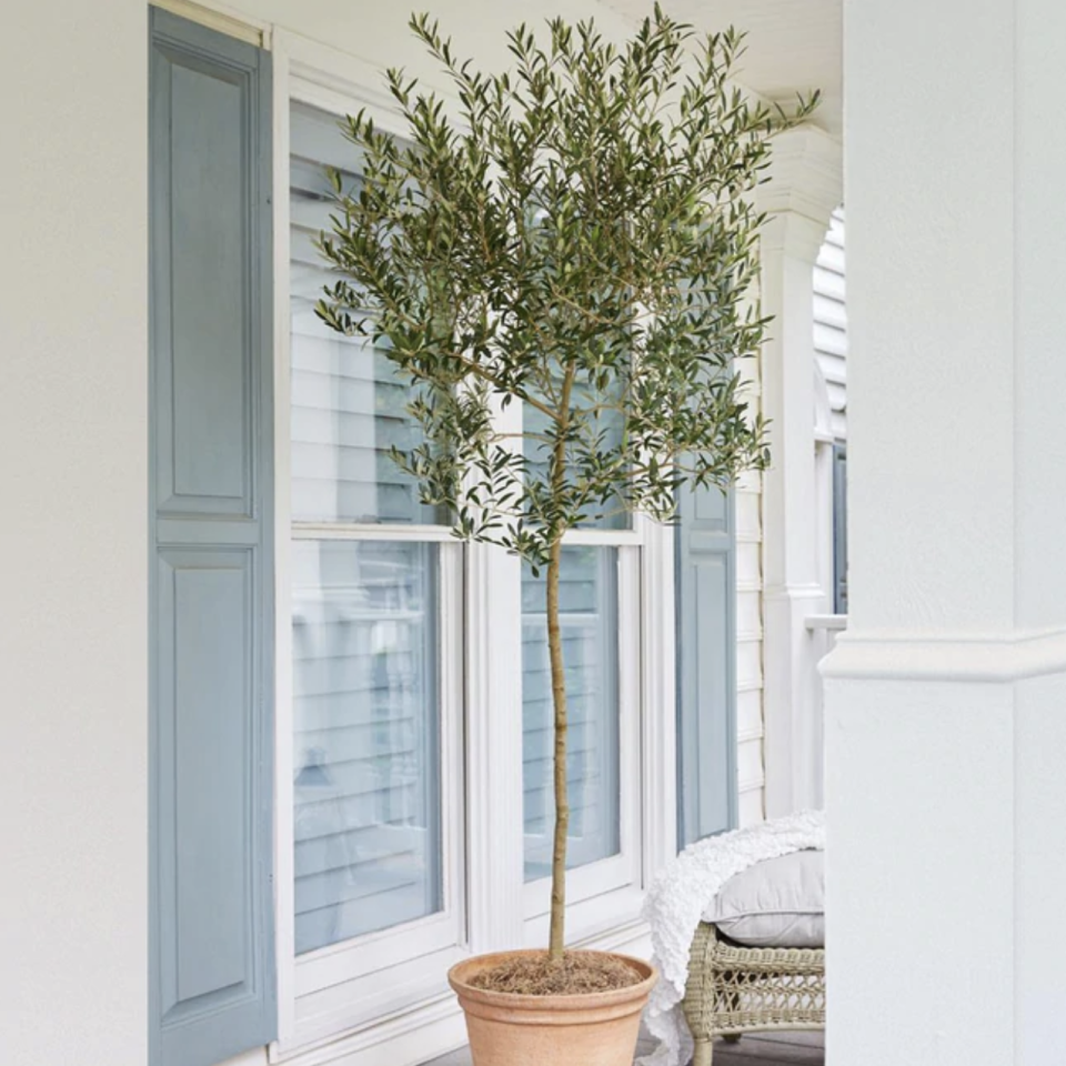 indoor olive tree