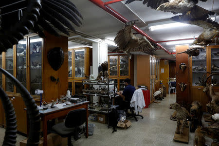 Taxidermied animals are seen as Asaf, a collection manager works at Tel Aviv University's Zoological centre works on a collection which will be housed at the Steinhardt Museum of Natural History, a new Israeli natural history museum set to open next year in Tel Aviv, Israel June 8, 2016. REUTERS/Nir Elias