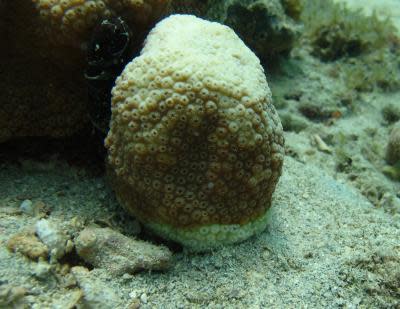 The "white plague" disease affecting this coral is seen as the white band at the bottom, creeping up the coral.