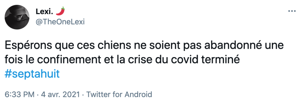 Un reportage sur les ventes de chiots pendant le confinement scandalise la Toile 