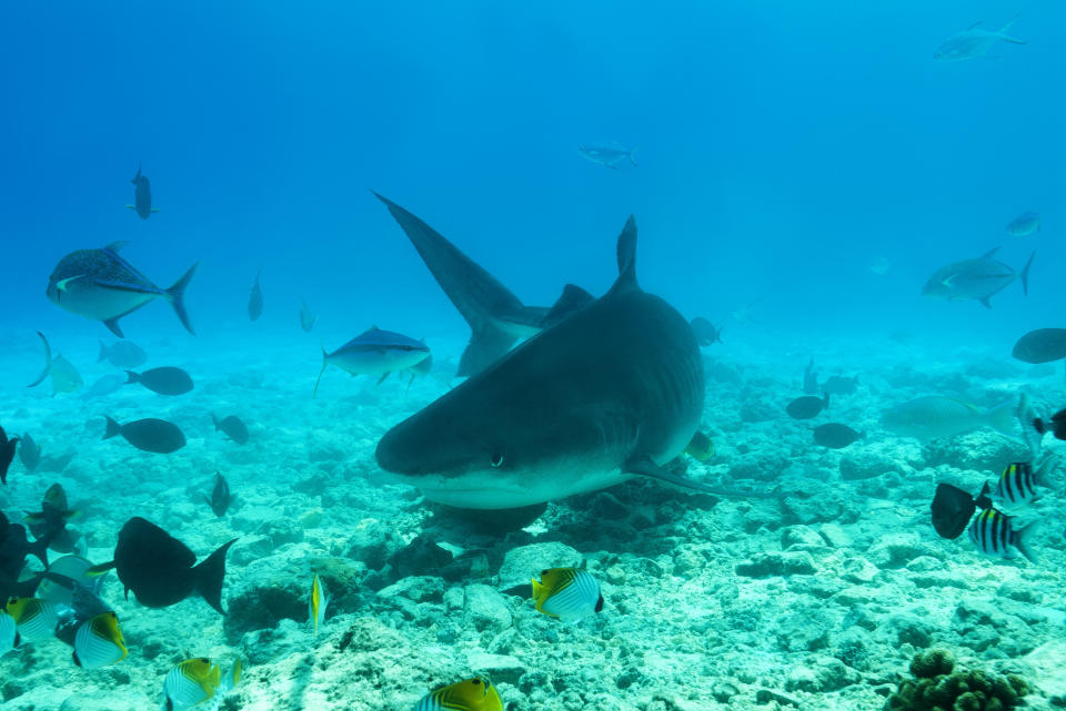 Scientists just declared sharks &ldquo;functionally extinct&rdquo; from 1 in 5 coral reefs. (Photo: Andrey Nekrasov / Barcroft Media via Getty Images)