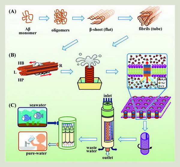 海水淡化示意圖：(A) 類澱粉蛋白纖維自組裝形成Aβ折疊片狀結構和Aβ奈米微管；(B) Aβ奈米微管具有分子馬達、水泵功能和嵌入膜中作為奈米通道；(C) 海水淡化的商業設計和應用。（圖／陽明交大提供）