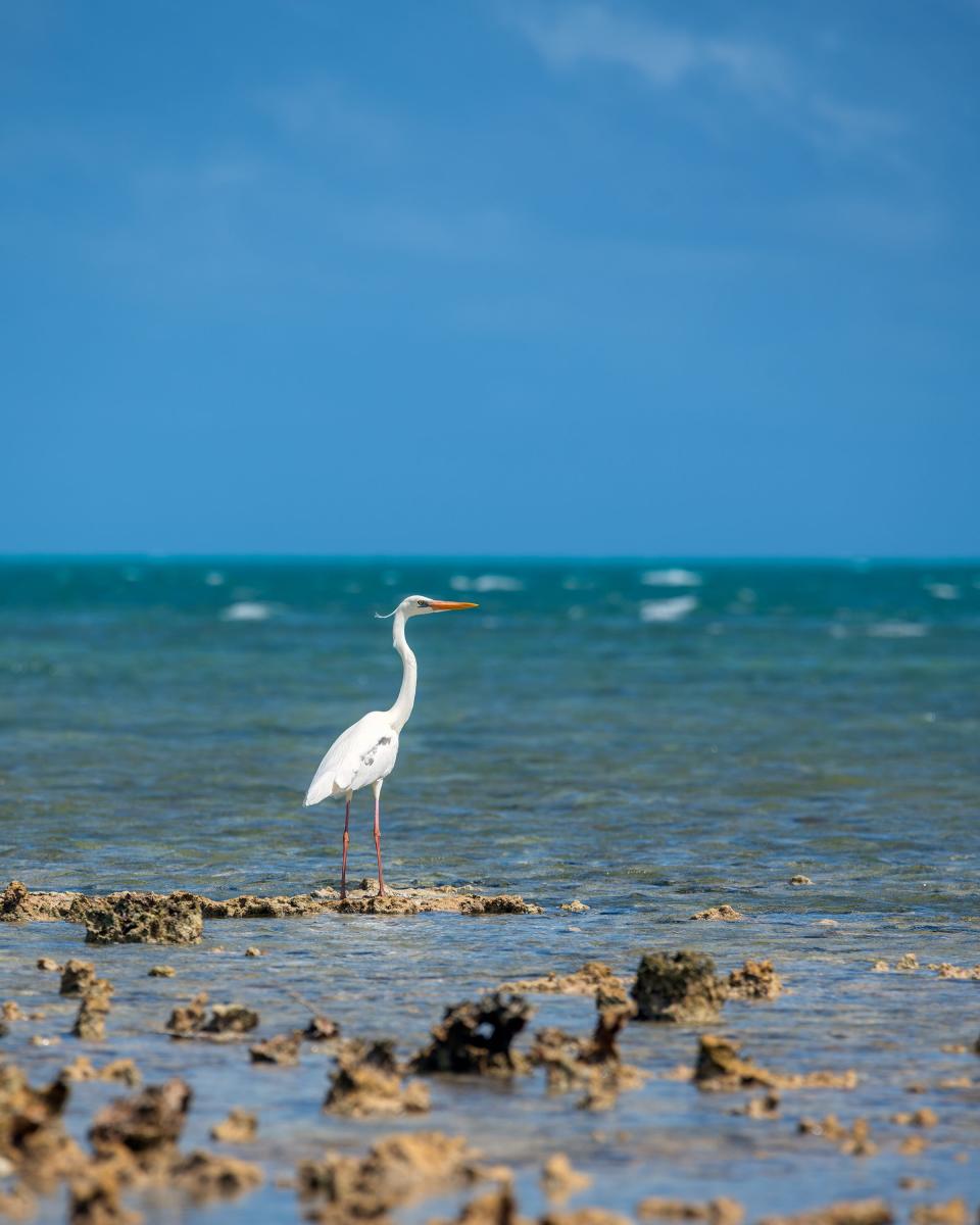 Birding is a popular activity at Biscayne National Park.