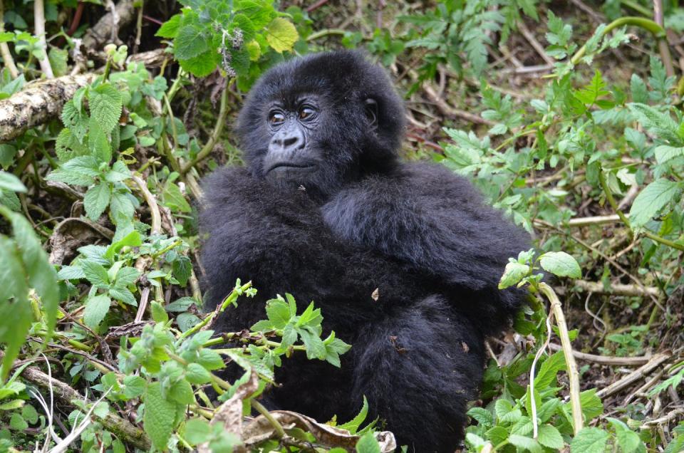 Researchers analyzed decades of observational data to determine how life turned out for young gorillas that had faced adversity. Dian Fossey Gorilla Fund