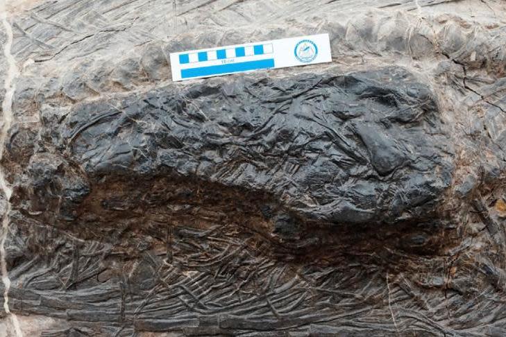 The stomach of the Ichthyosaur (PA)