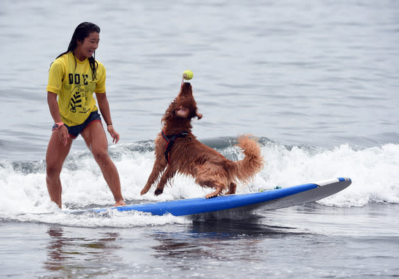 SURFING-JPN-DOG