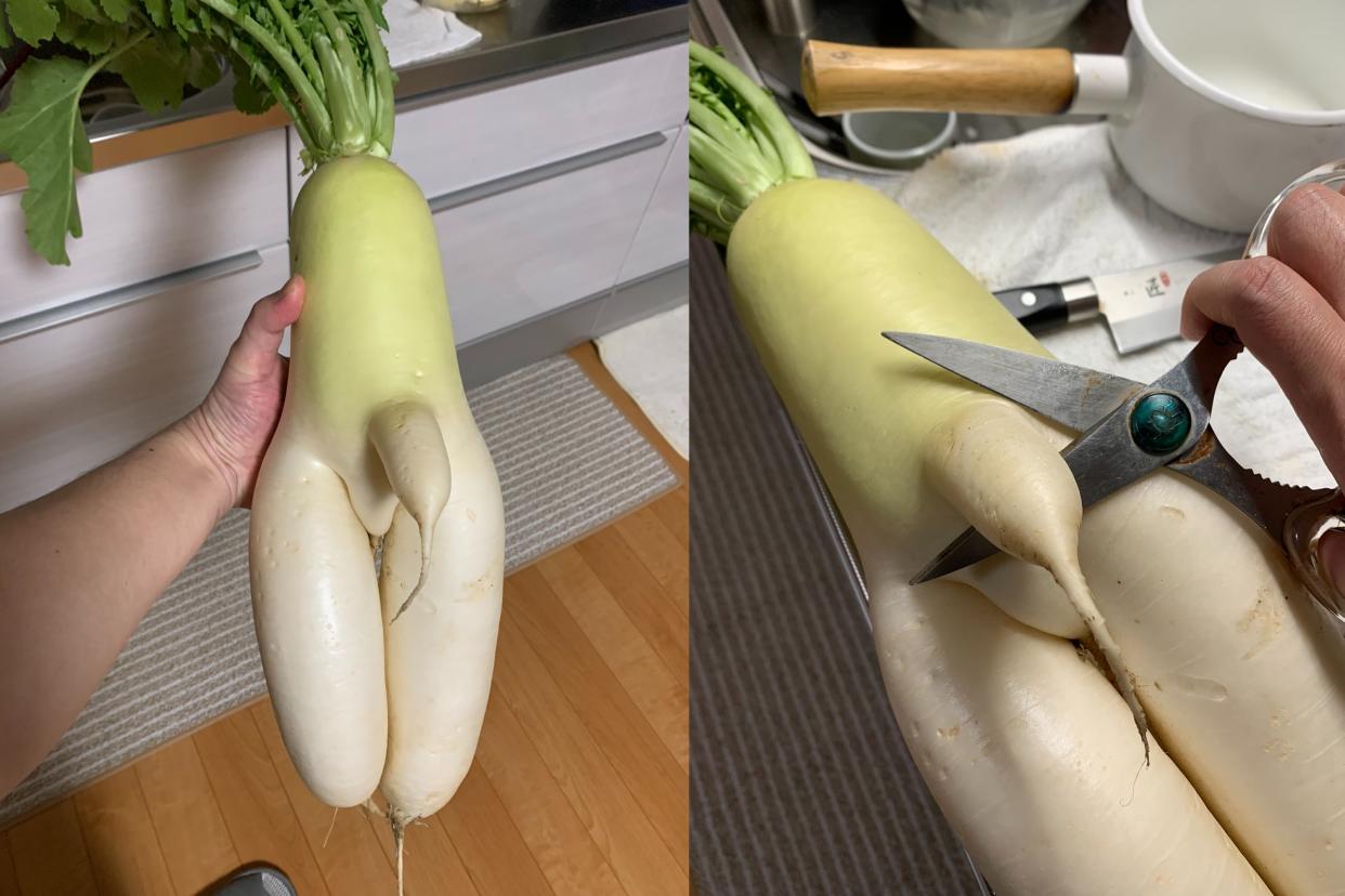 Japanese Twitter user @KfTzR_Towser harvested a daikon, or radish, with a growth that looked like a penis.