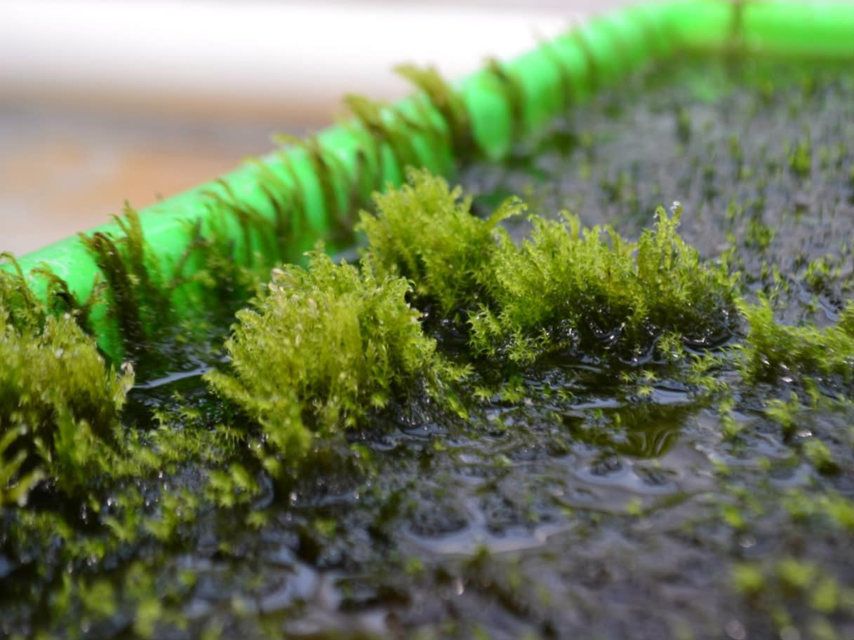 Aquatic moss in Stockholm University greenhouse - is this the answer to arsenic contamination?: Arifin Sandhi