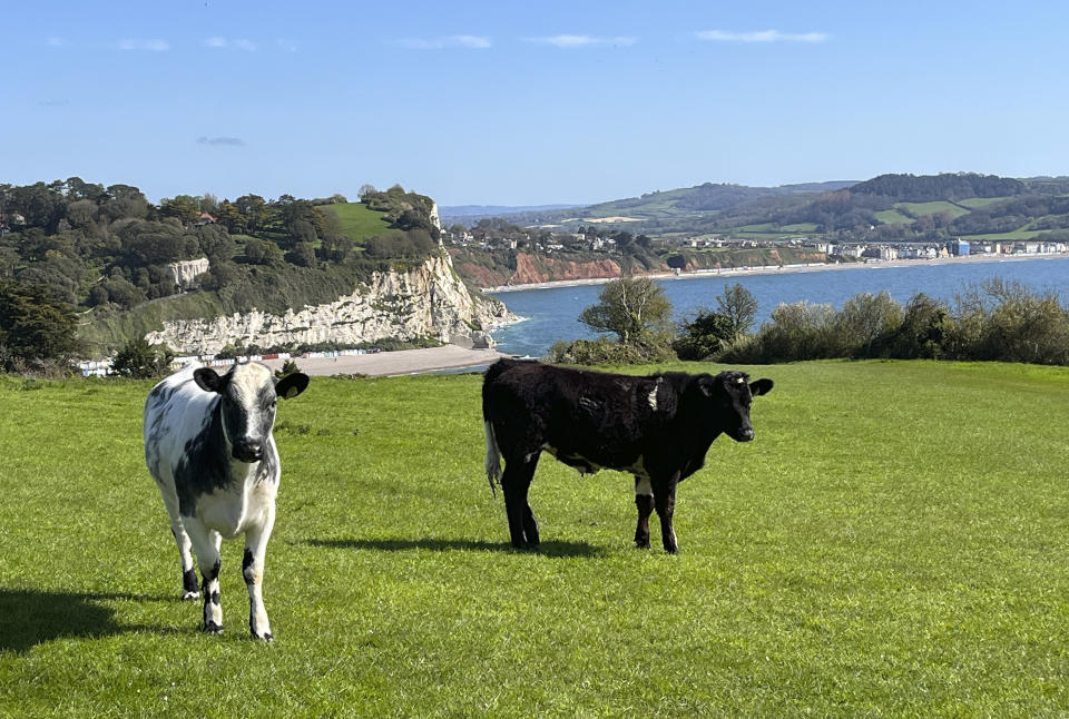 Cows graze in a field near Beer, overlooking Lyme Bay, part of the 630-mile South West Coast Path in southern England on April 25, 2023. (Steve Wartenberg via AP)