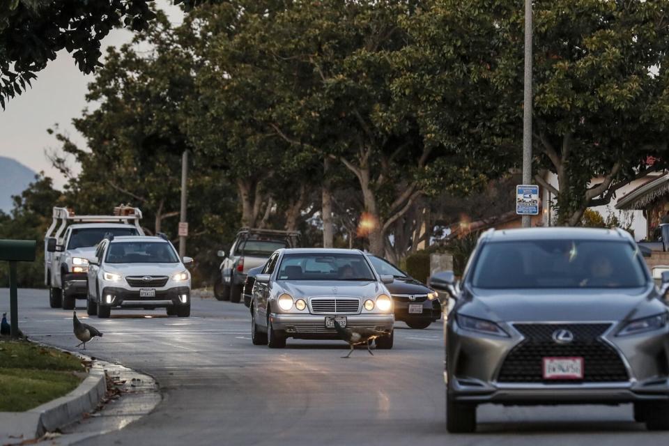 South Pasadena is attempting to remove its peafowl population.