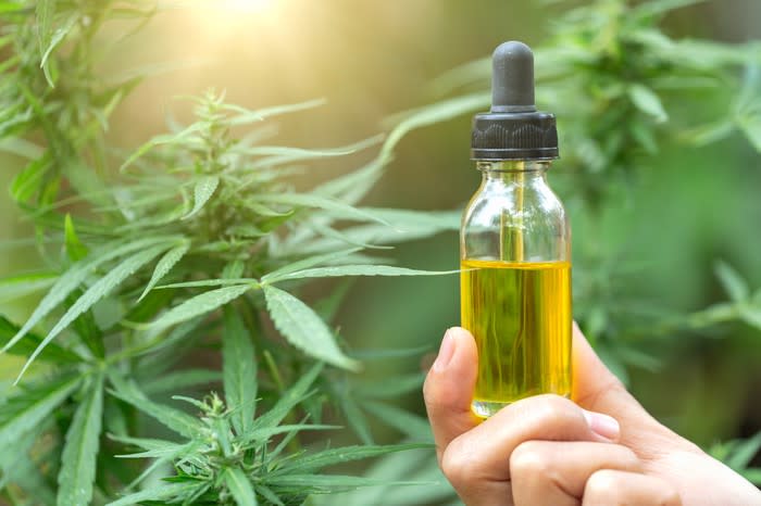 A vial of cannabidiol-rich liquid being held in front of a flowering cannabis plant.