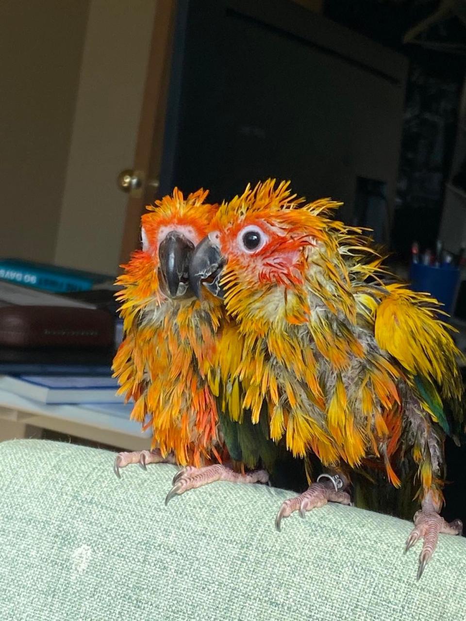 Sun Conure parrot siblings Liz and Joy recently moved from Newton, Iowa to Portland, Ore with their human parents, Alsi and Ozguar Yilmaz. When Joy flew away from the couple's 23-story high rise, they thought she was a goner, until the community pitched in to help reunite the little bird with his family, as first reported by The Oregonian.