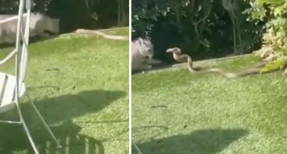 The cat sniffing the snake (left) and the snake lunging at the cat (right).