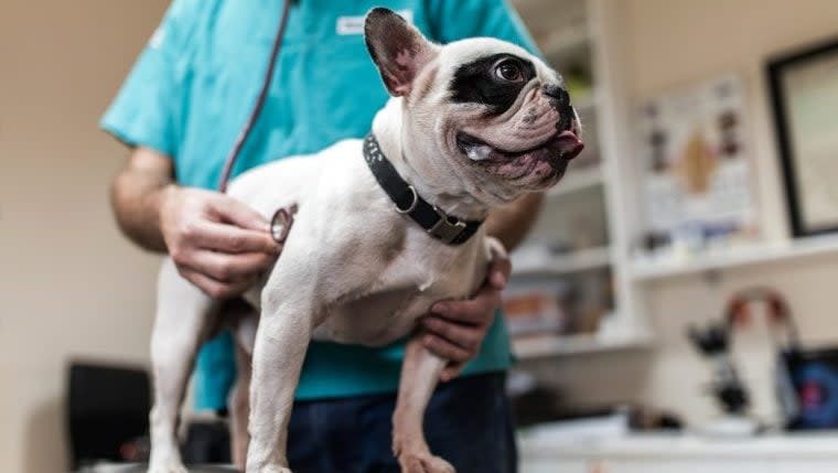 Dogs Help Researchers Learn How Cancer Affects People