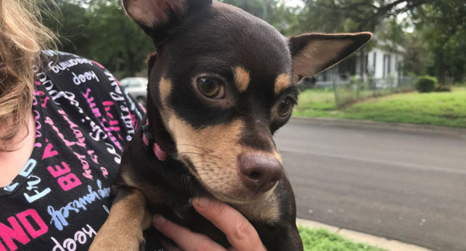 Hazel, the dog, was rescued by Waco Fire Department from an abandoned nine-metre well in Texas. Source: KXXV