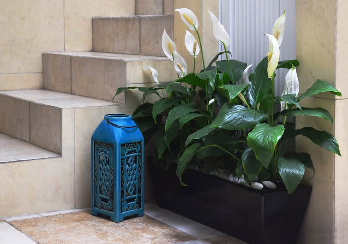 10 best indoor plants for clean air