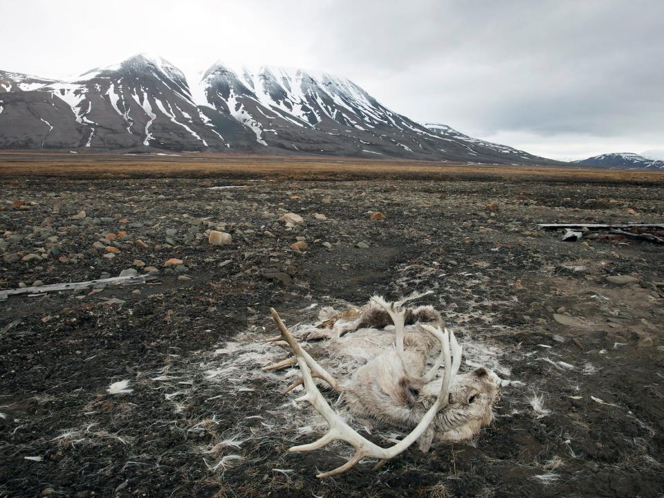 Reindeer carcass Svalbard