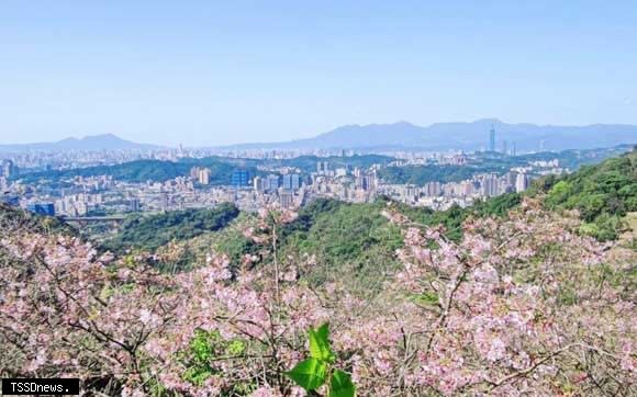 老泉里騰龍御櫻也是賞櫻秘境，從花影間還可遠眺台北景觀。（老泉里辦公處提供）