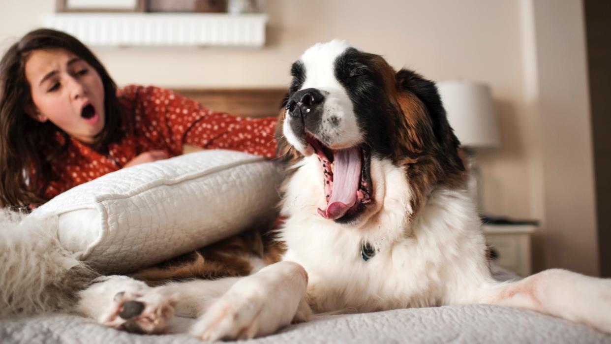  How to get a dog to sleep in a different room. Saint Bernard dog yawning on bed . 