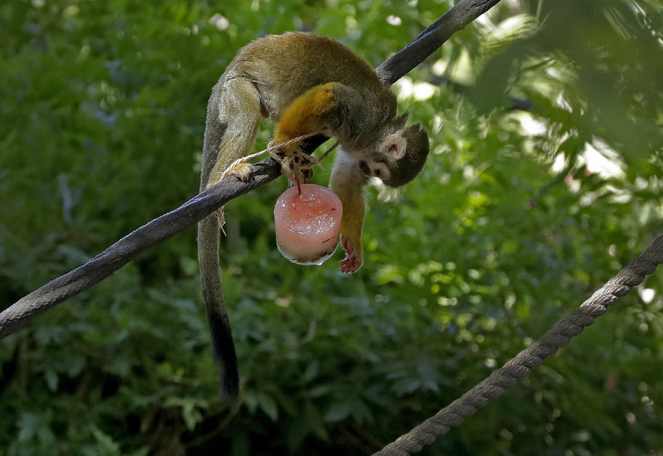 A Squirrel Monkey tries to get food out of a frozen treat hung for him by zookeepers at the Phoenix Zoo, Tuesday, July 16, 2019, in Phoenix. The National Weather Service has issued an excessive heat warning to take effect until Wednesday night. The Phoenix Zoo use spraying, frozen treats and shaded area's to keep their animals cool. (AP Photo/Matt York)