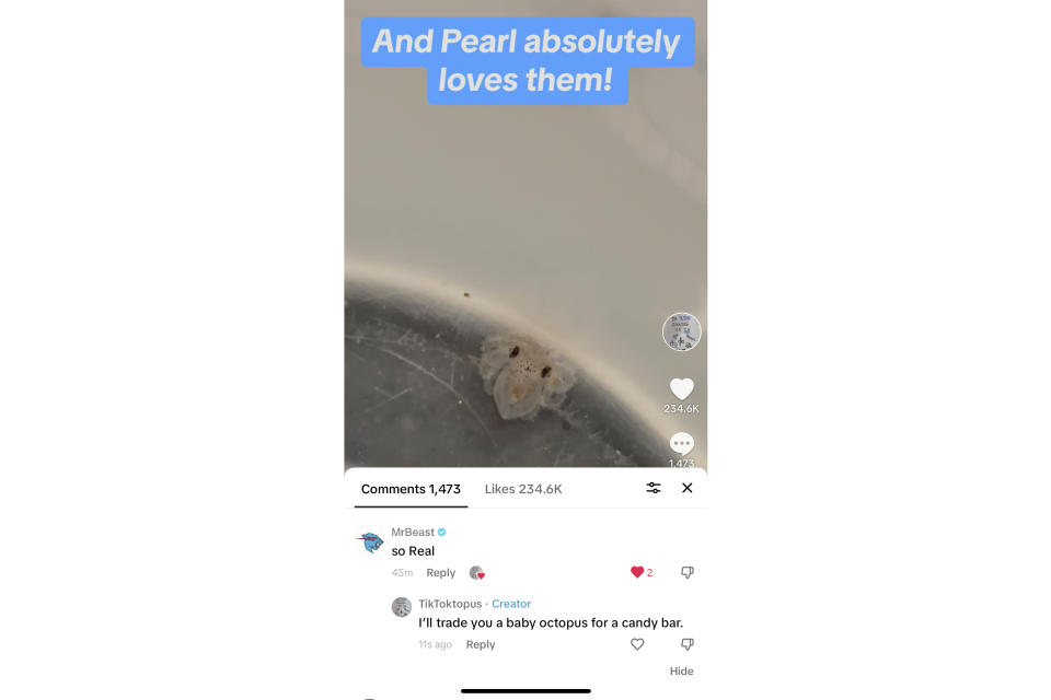 This undated photo taken by Cameron Clifford of his Tik Tok posting, shows a baby octopus hatched from Terrance, the pet octopus his son Cal adopted at their home in Edmond, Okla. The family soon learned that Terrance was female as she laid 50 eggs that later hatched, with nearly half of them surviving. Although female octopuses usually die soon after laying their eggs, Terrance is still alive four months later. (Cameron Clifford via AP)