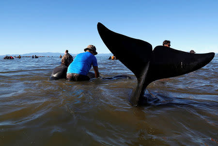 Volunteers try to guide some of the stranded pilot whales still alive back out to sea after one of the country's largest recorded mass whale strandings, in Golden Bay, at the top of New Zealand's South Island, February 11, 2017. REUTERS/Anthony Phelps