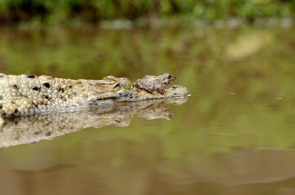 frosch-kaiman-3-jpg