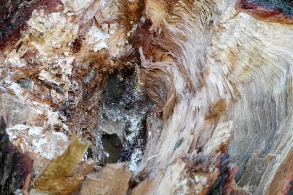 Rotten wood and a deep hole can be seen where a massive limb broke away from a Live Oak in McCauley Park following recent rains.