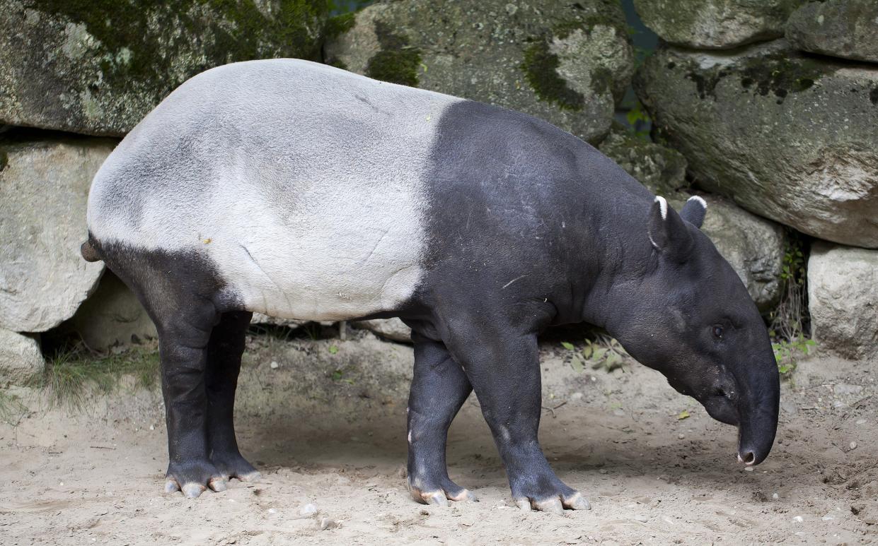 Dual colored (black and white) in a zoo in Germany.