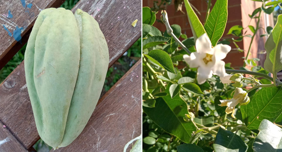 Left, the moth vine fruit. Right, the white flowers on the poisonous moth vine in the Canberra woman's garden.