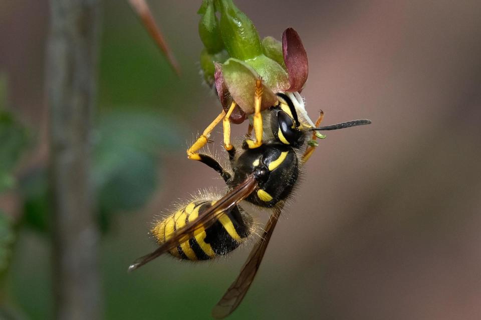 Scientists say wasps are 'natural pest control' as they publish new UK map of the insects