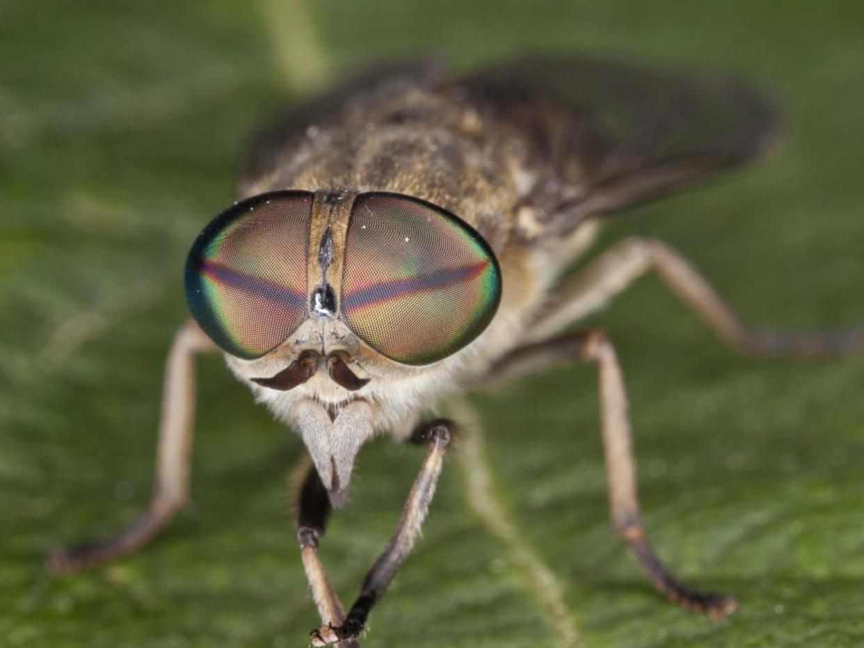 An infected-horsefly bite can cause a nasty rash, dizziness, shortage of breath, and weak and swollen limbs: Rex