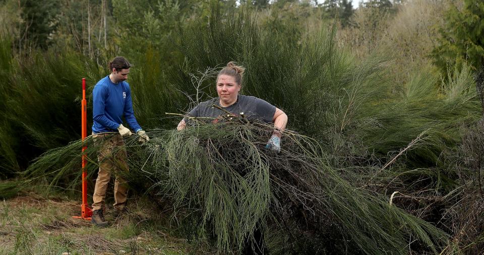 Volunteer Rebecca Johnson hauls scotch broom to a pile while removing the invasive plat from the viewpoint at Newberry Woods Community Forest in Silverdale on April 21.