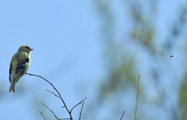 The American goldfinch is the most sighted bird for April in the Dayton area.