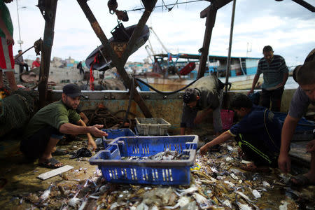 Palestinian fishermen collect their catch at the seaport of Gaza City early morning September 26, 2016. REUTERS/Mohammed Salem