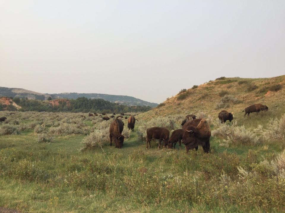 Bison in Theodore Roosevelt National Park, Medora, North Dakota