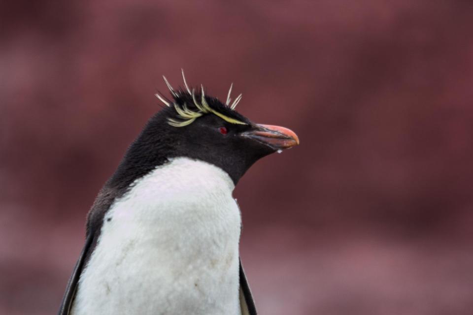 Southern Rockhopper Penguin