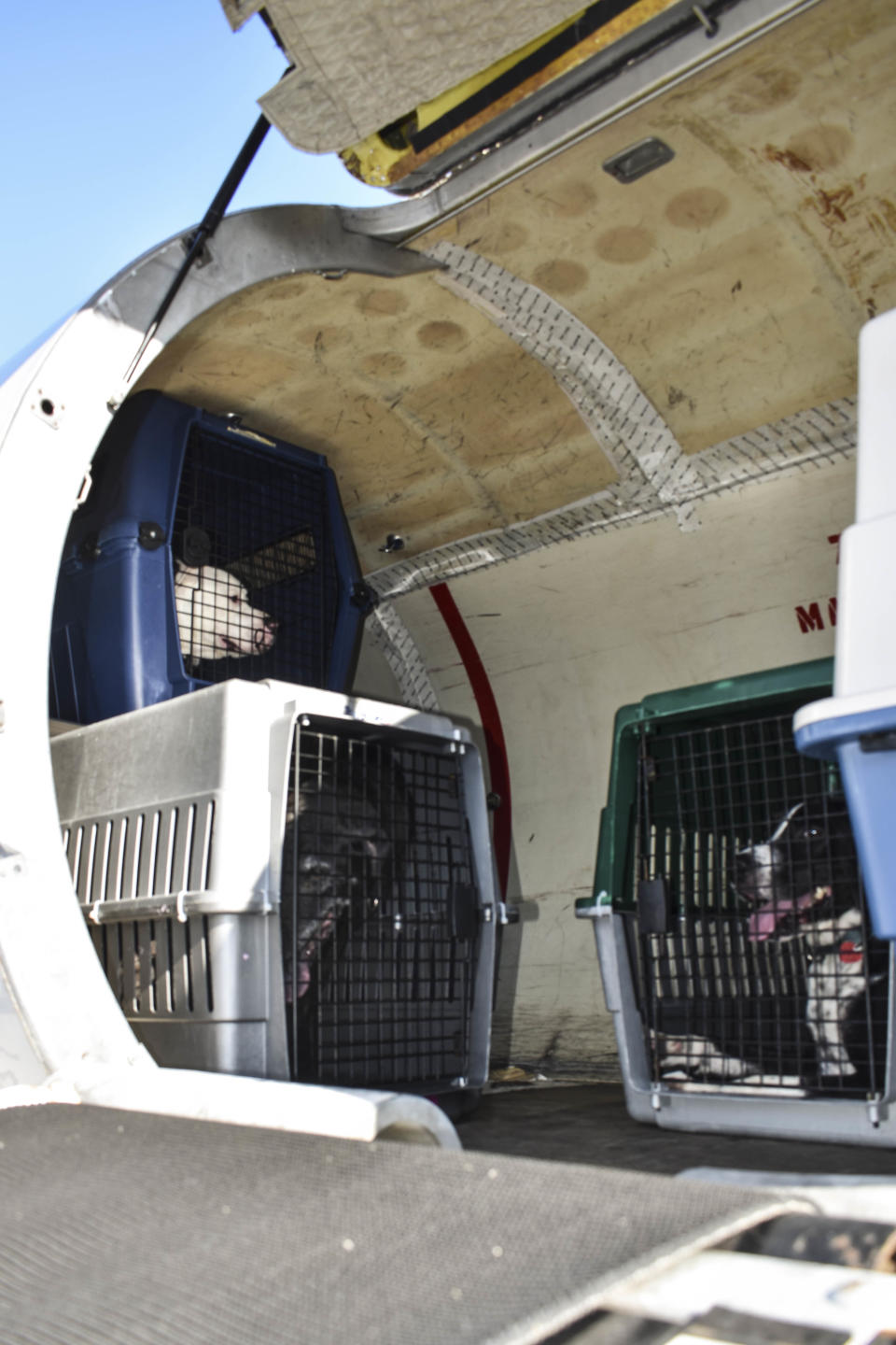 Dogs prepare to fly northeast after being evacuated out of South Florida shelters (Photo: HuffPost/Nina Golgowski)