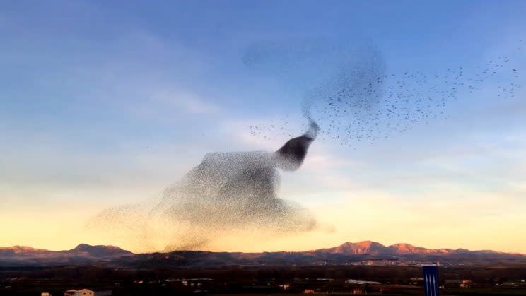 Starlings and their murmurations are always impressive, and this Christmas Day display was no exception. The mesmerizing moment thousands of starlings moving over the sunset was caught on camera by Marco Campazas, 39, while he was driving through Logrono City, northern Spain, on Christmas day. The admin worker, who is a keen amateur photographer, pulled over when he spotted the flock of birds in the sky and captured the last seconds of their incredible display - twisting and merging together ''like a lava lamp''. He said: ''I was driving my car and through the window noticed the birds. ''I stopped straight away and filmed them. It was quite lucky to see them like this. It was just during sunset just before their bedtime. ''I managed to capture the end of their display before they all landed and went to sleep for the evening. It's a beautiful scene and not one that you see every day.'' 