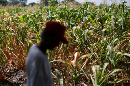 Maria Jesus Lopez cuts stand by corn plants in a drought-affected farm near the town of San Marcos Lempa, El Salvador, July 25, 2018. REUTERS/Jose Cabezas