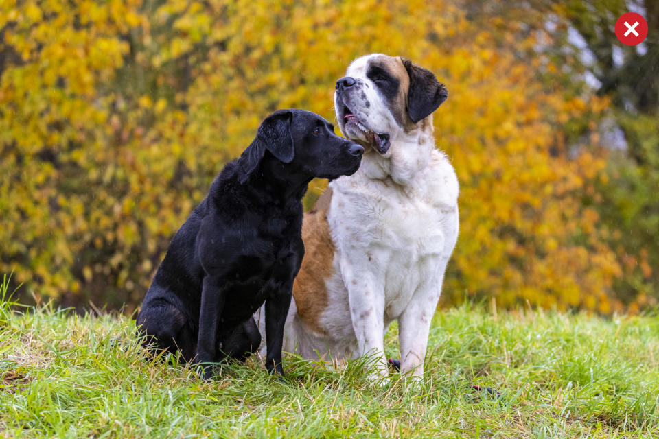 PhotoPlus Pet Portraits Apprentice