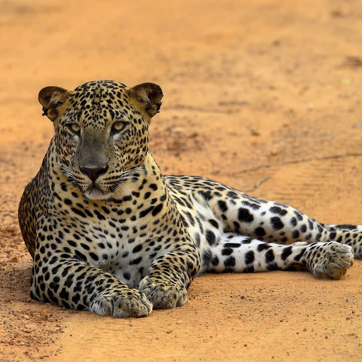 Leopard laying in the sand in Sri Lanka