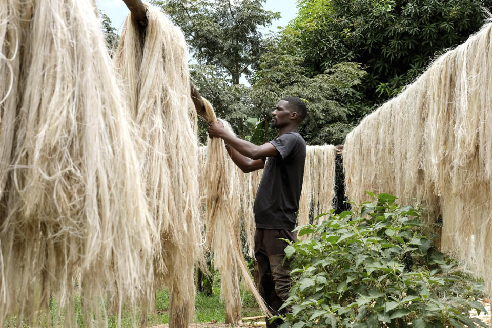 Employee Anathole Kisakye dries banana fiber threads at Tupande Holdings Ltd workshop, in Kiwenda village, Busukuma, Wakiso District. Uganda, Wednesday, Sept. 20, 2023. The decapitated banana plant is almost useless, an inconvenience to the farmer who must then uproot it and lay its dismembered parts as mulch. A Ugandan company is buying banana stems in a business that turns fiber into attractive handicrafts. The idea is innovative as well as sustainable in this East African country that’s literally a banana republic. (AP Photo/Hajarah Nalwadda)