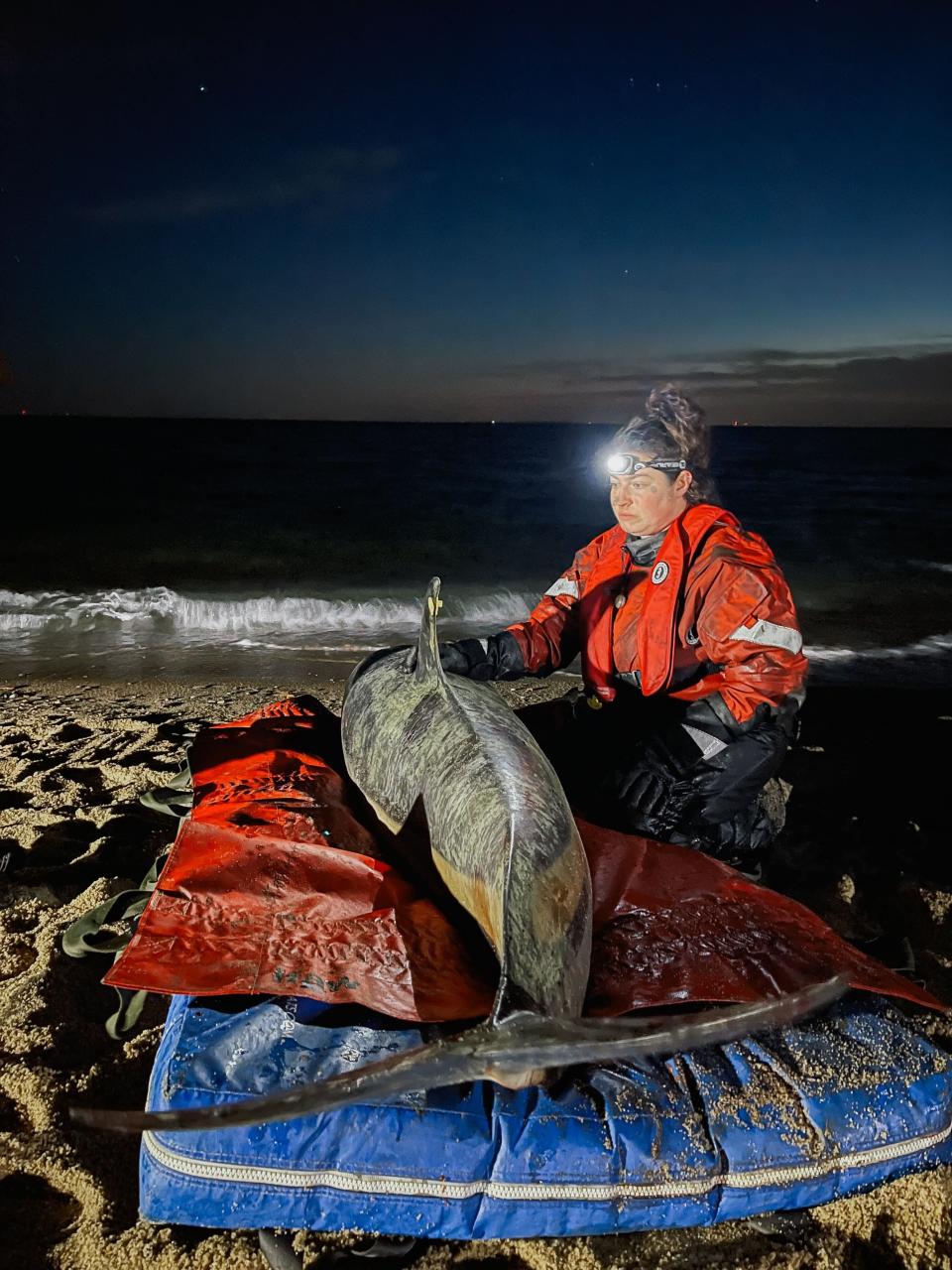 10 dolphins released into wild after seven-hour rescue effort