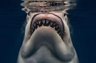 <p>Rencontre entre le photographe Euan Rannachan et le grand requin blanc, en Guadeloupe.</p>